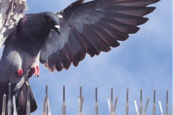 déroulement dépigeonnage avec biosurface sur la côte d