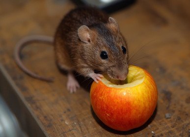 Deratisation Exterminateur De Rats Alpes Maritimes 06