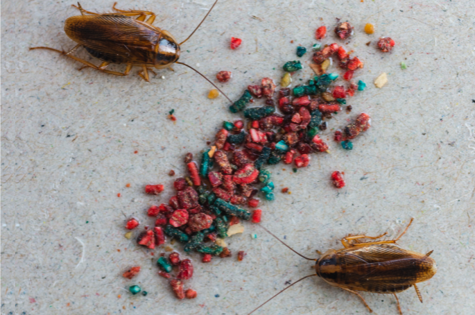 photodéroulementcafards3